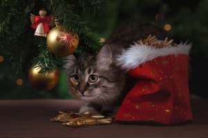 Cat under Xmas Tree - Tinsel