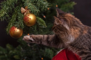 Cat w Xmas Ornament - Tinsel